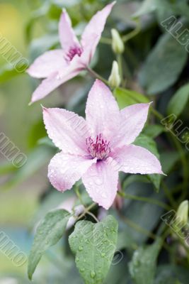 Rose Clematis