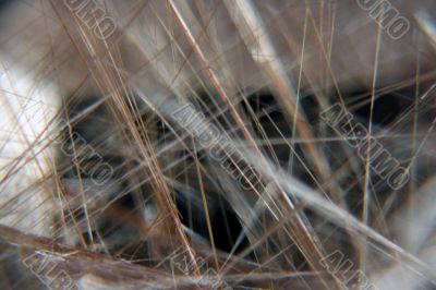 Rutile Quartz