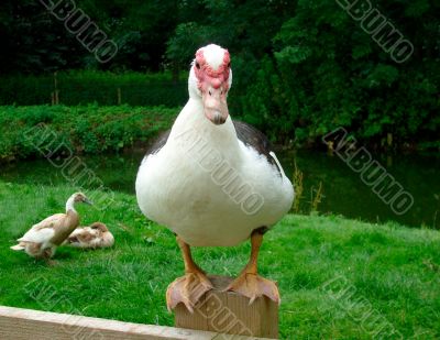 Duck sat on fence