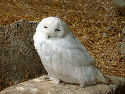 Portrait of white snowy owl