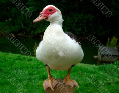 Duck sat on fence