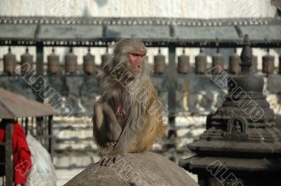 Monkey at the Monkey temple in Kathmandu