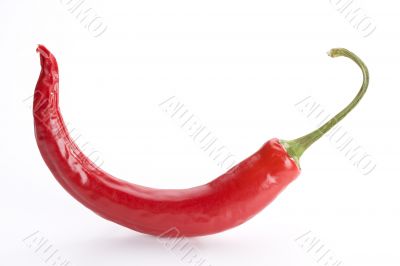 red hot chili pepper