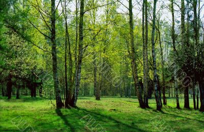 Transparence of Spring