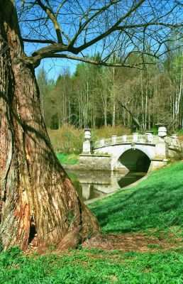 Old tree and ancient brige