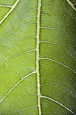 fig leaf