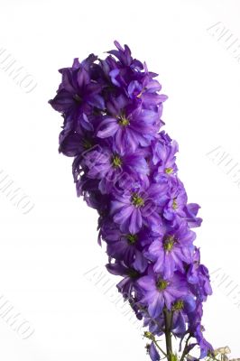 larkspur