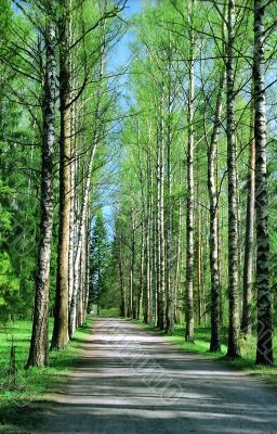 Birch alley in Spring