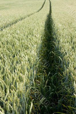 wheat