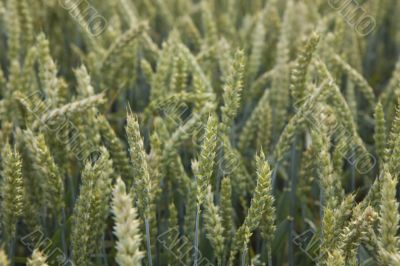 wheat