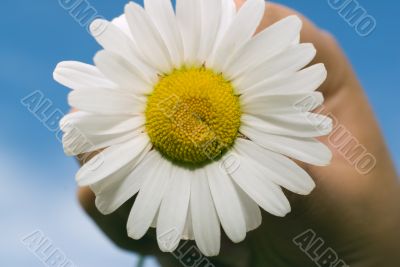 Daisy