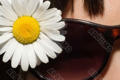 Macro Daisy