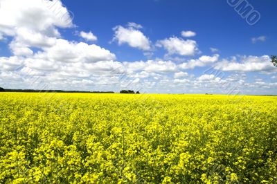 Yellow colza field