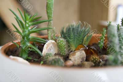 Plants in rock-garden