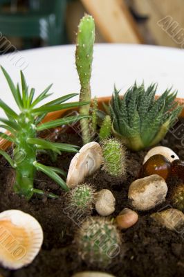 Plants in rock-garden