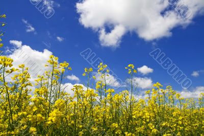 Colza blossom