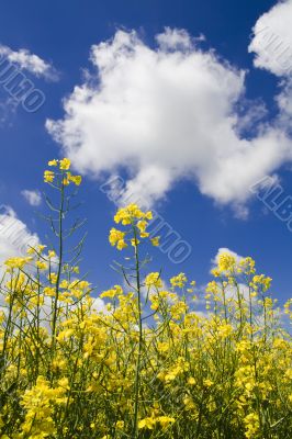 Colza blossom