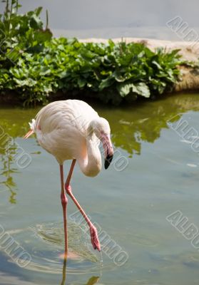 Flamingo (Phoenicopterus)