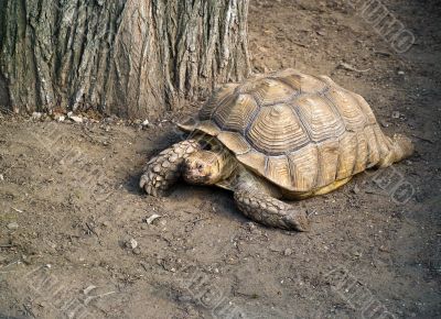 Galapagos giant tortoise (Geochelone nigra)