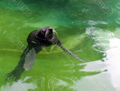 Fur Seal (Callorhinus ursinus)