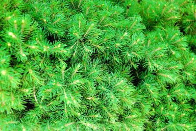 Green cones and needles on the pine-tree