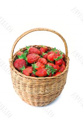  strawberries in a basket 2