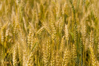 Field of wheat