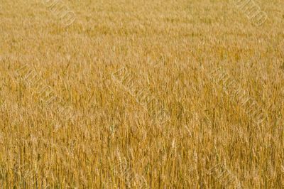 field of wheat