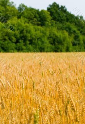 Field of wheat