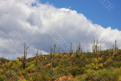 Deseret Spring
