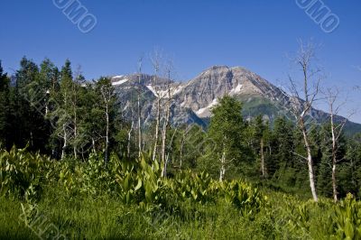 Mountain MEADOW