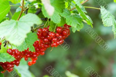 berries of red currant