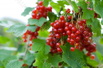 berries of red currant