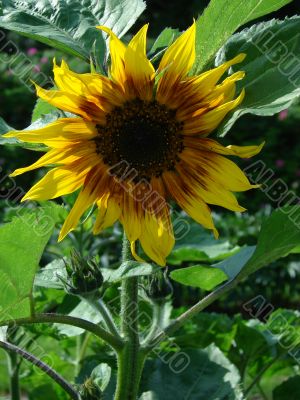 Ripe sunflower
