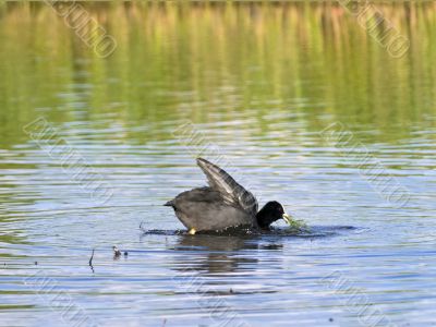 swimming coot