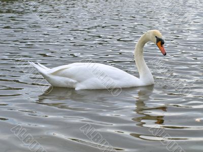 Single swan