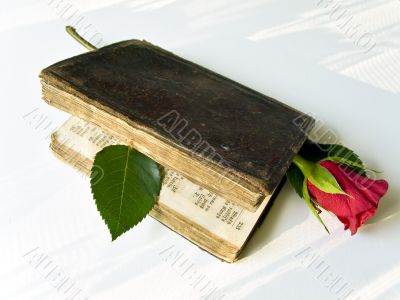 rose in the old book