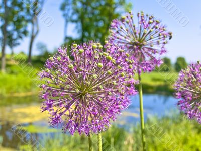 pink flowers