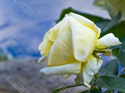 yellow rose