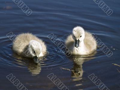 little swans