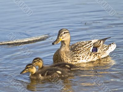 Duck and two ducklings