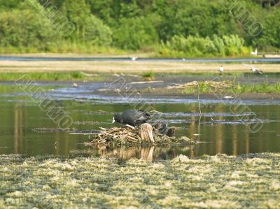 Coot family