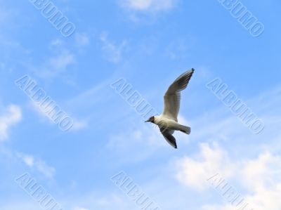 seagull