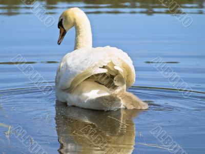 swan family