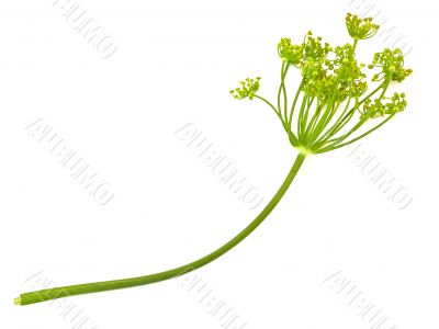 green dill