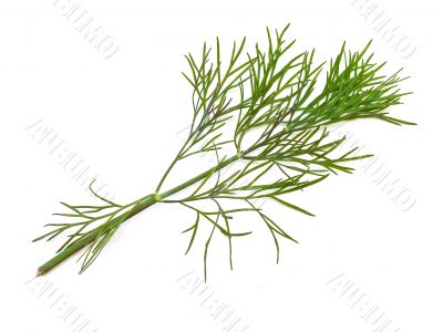 green dill