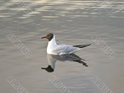 Single gull