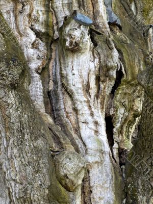bark of the oldest oak
