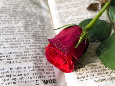 Red rose