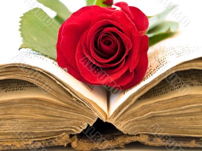 open book with the red rose